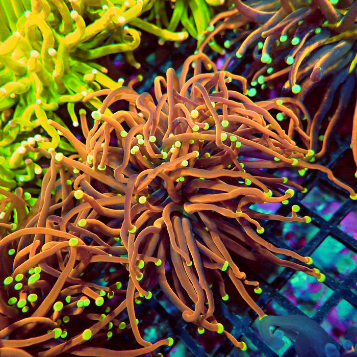 Gold Orange Neon Tips Torch Premium