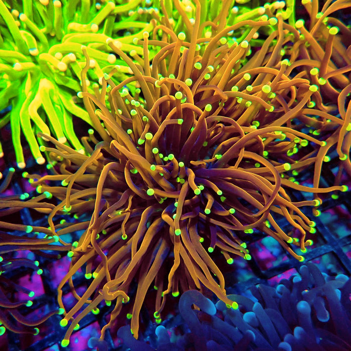 Gold Orange Neon Tips Torch Premium