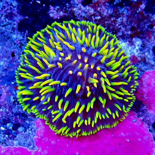 Plate Coral Fungia Rare Premium