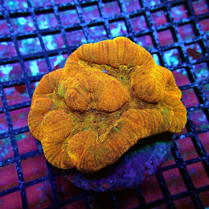 Lobophyllia Ultra