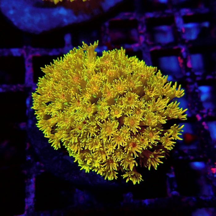 Rainbow Goniopora Colony
