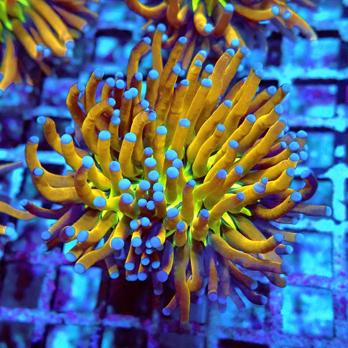 Euphyllia Gold Joker Torch Premium