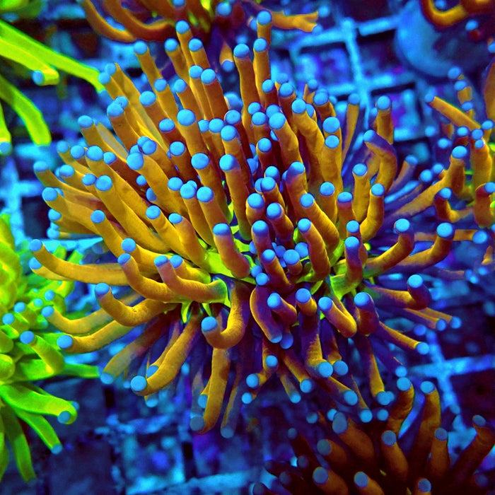 Euphyllia Gold Joker Torch Premium