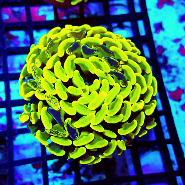 Neon Pulse Hammer (Thick Skeleton)
