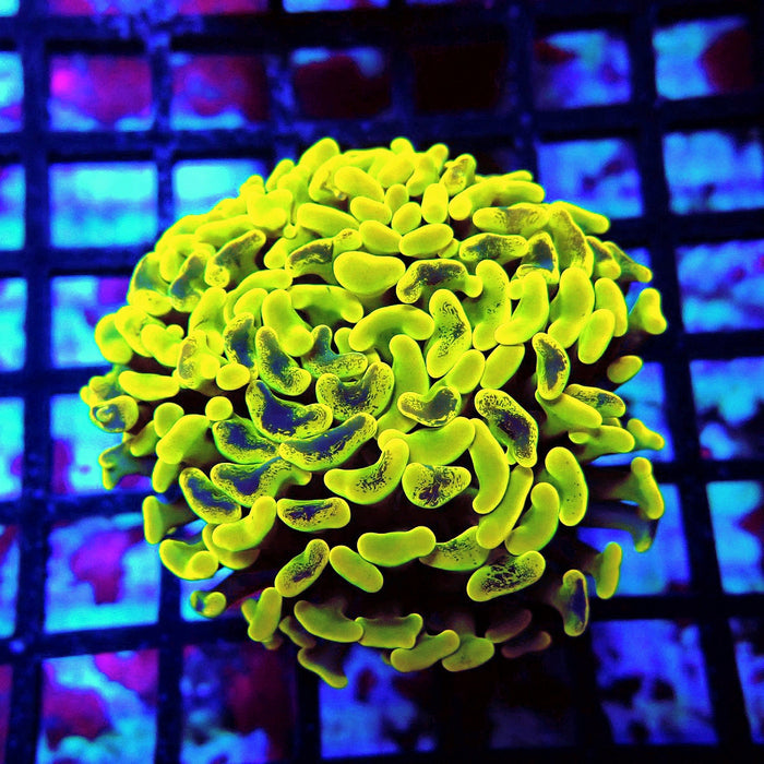 Neon Pulse Hammer (Thick Skeleton)