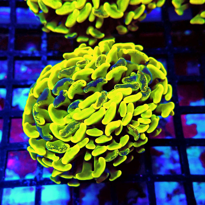 Neon Pulse Hammer (Thick Skeleton)