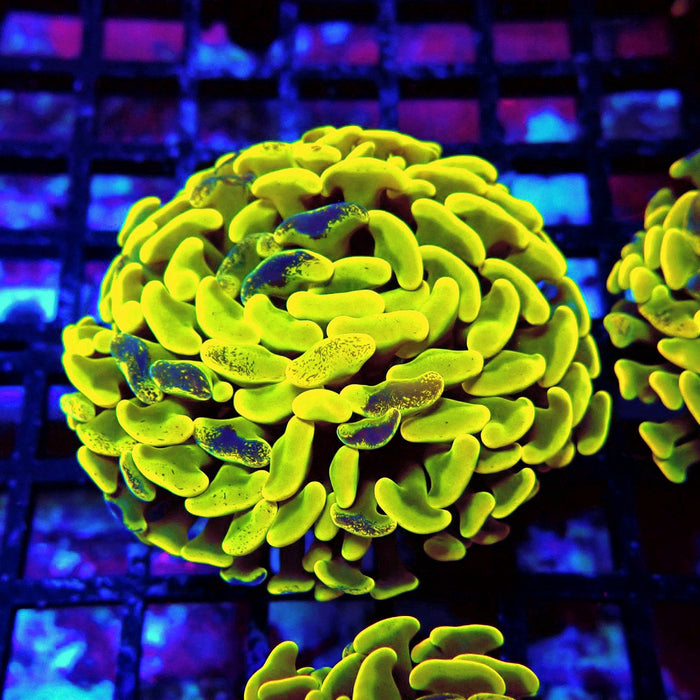 Neon Pulse Hammer (Thick Skeleton)