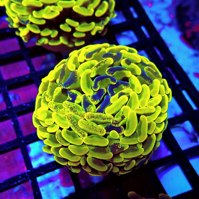 Neon Pulse Hammer (Thick Skeleton)
