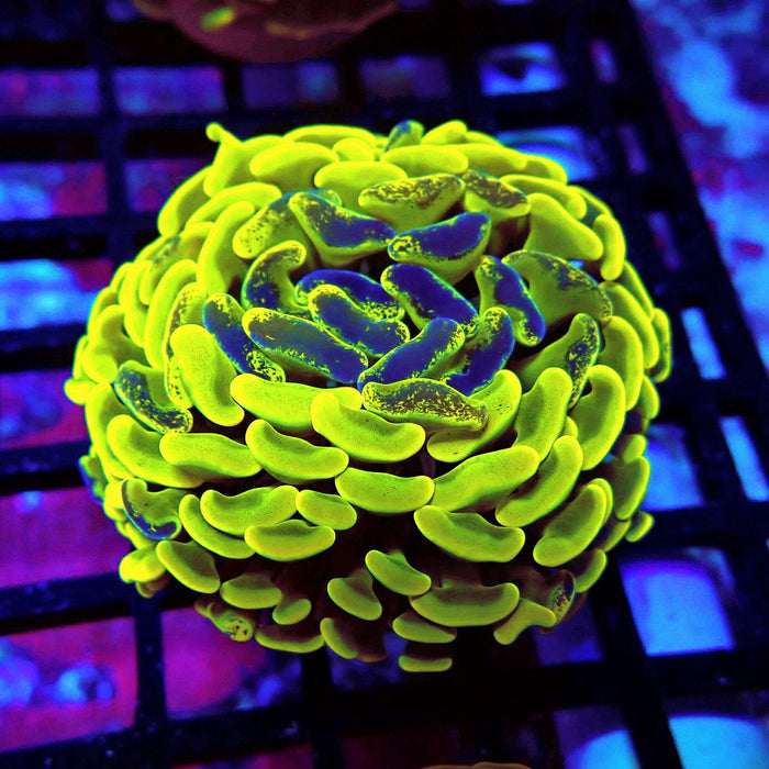 Neon Pulse Hammer (Thick Skeleton)