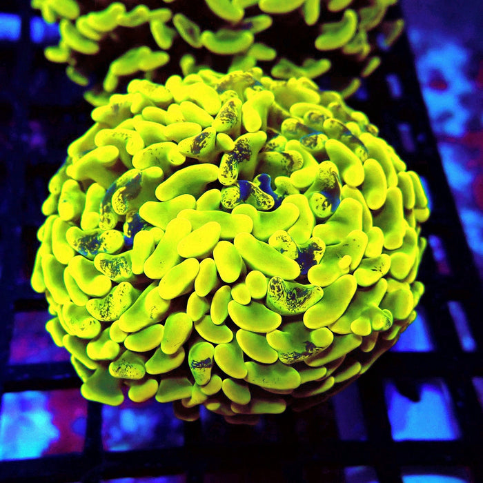 Neon Pulse Hammer (Thick Skeleton)
