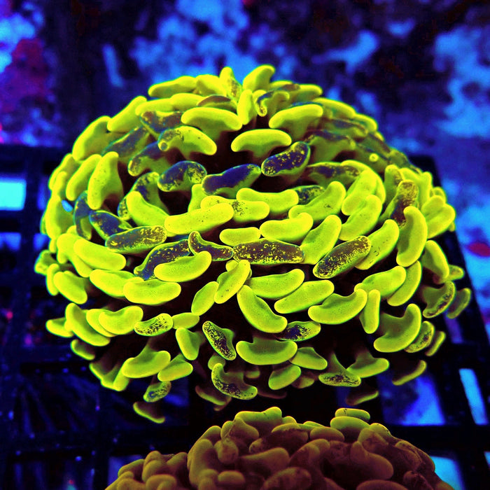 Neon Pulse Hammer (Thick Skeleton)