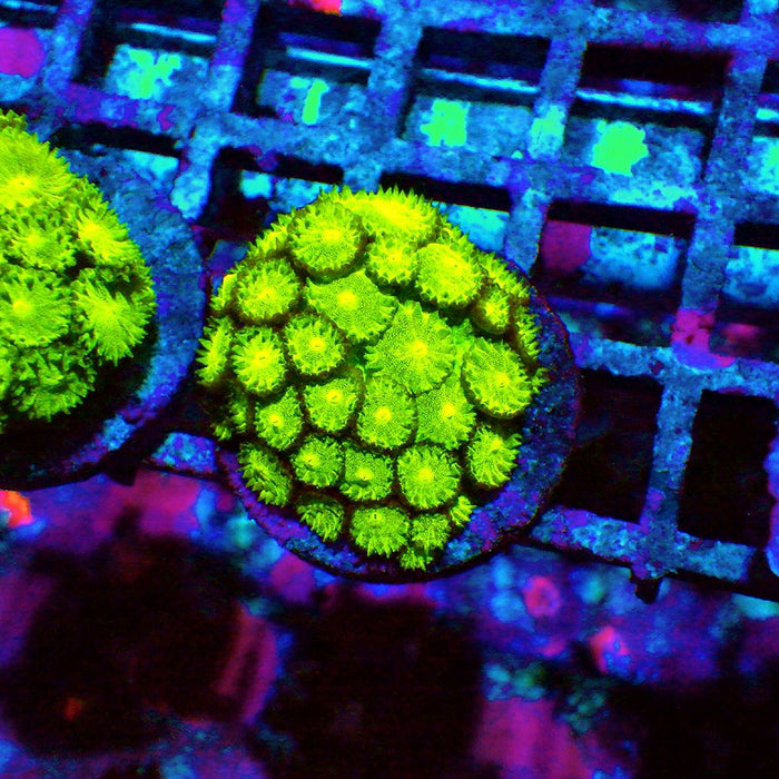 Goniopora Neon Green