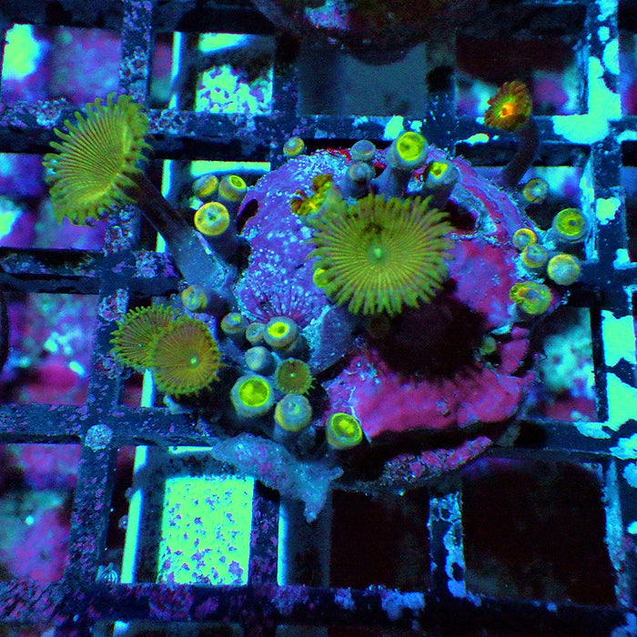 Ultra Zoas Frag 0019