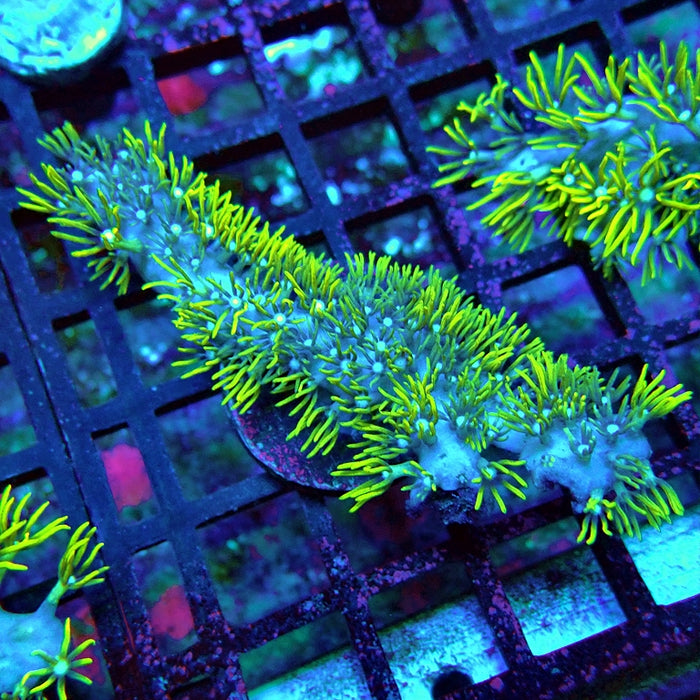Green Star Polyp Coral