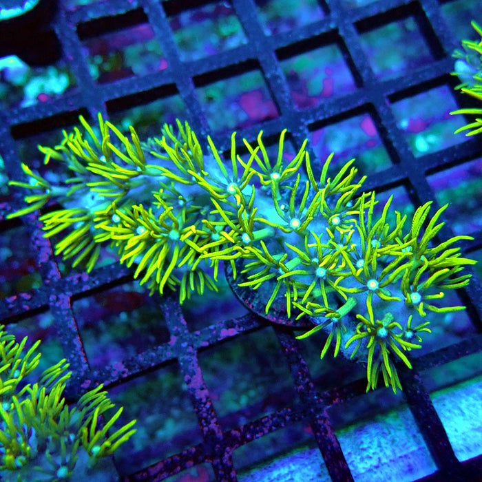 Green Star Polyp Coral