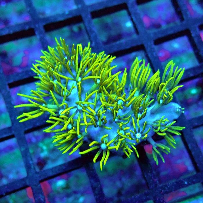 Green Star Polyp Coral