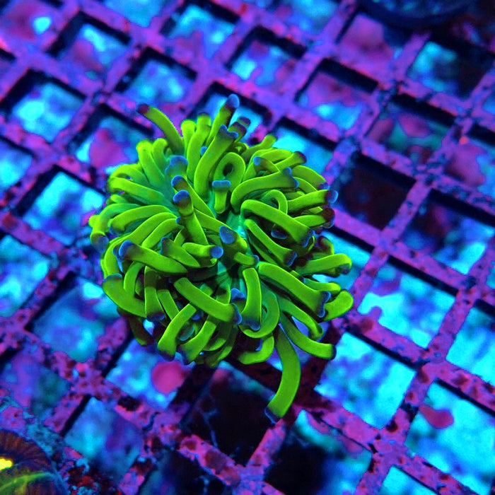 Euphyllia Green Blue Tips Hammer