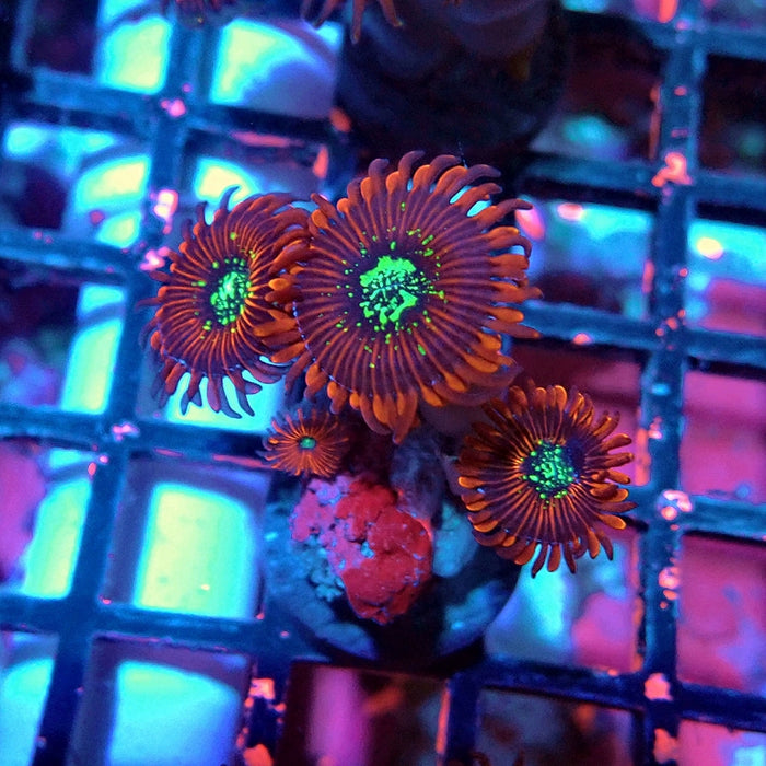 Ultra Zoas Frag