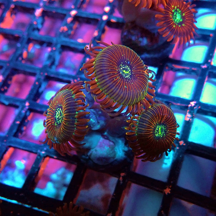 Ultra Zoas Frag