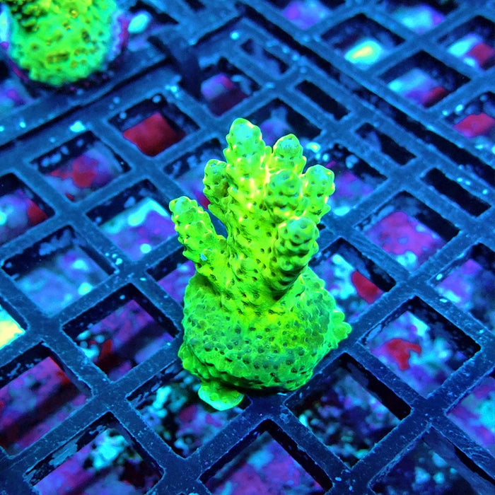 Acro Frag Aquaculture