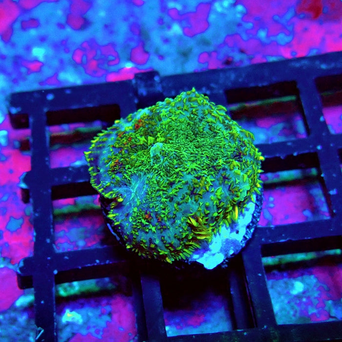 Green Rhodactis