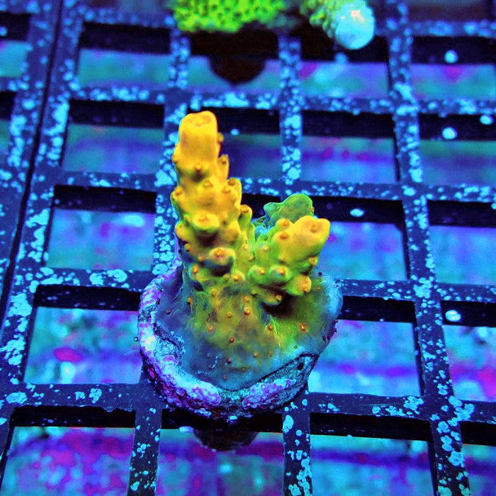 Acro Frag Aquaculture