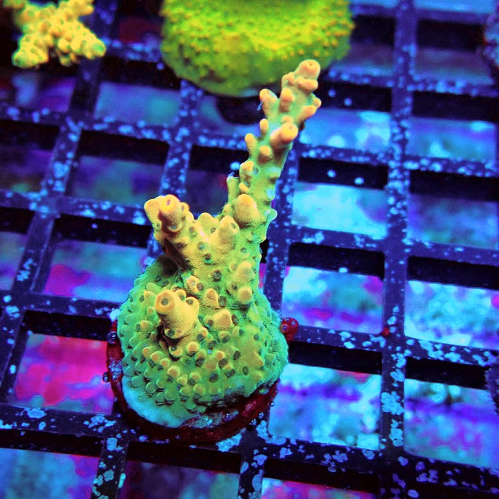 Acro Frag Aquaculture
