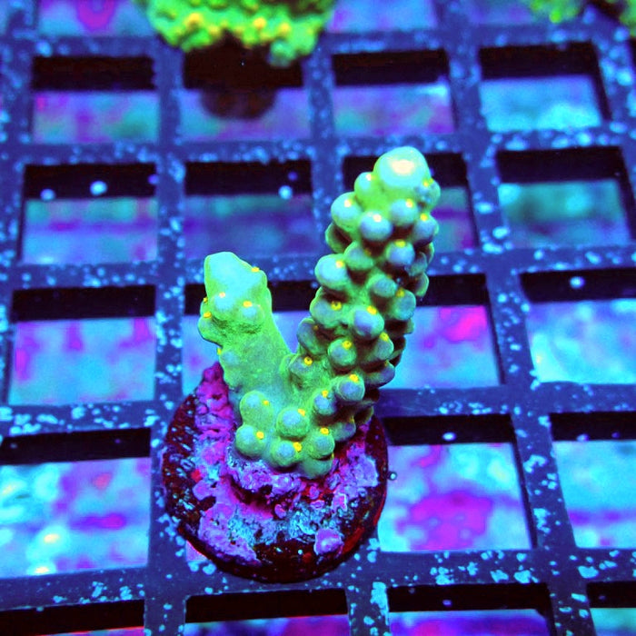 Rex Magic Contrast Acro