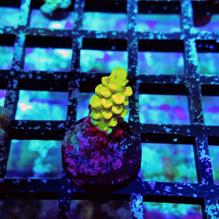 Tenuis Crazy Bright Yellow Red Scales Premium Acro