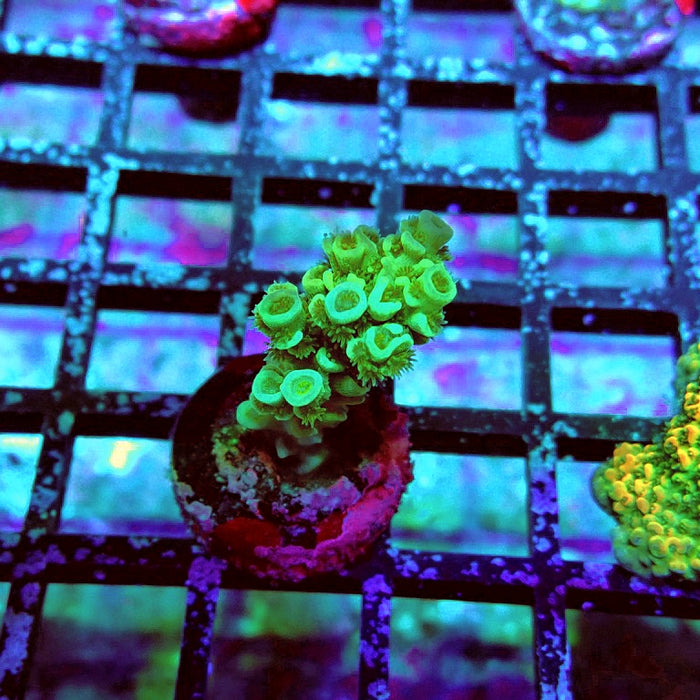 Tenuis Green Pink Scales Acro