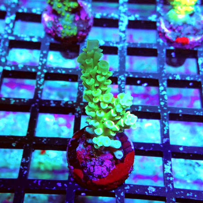Tenuis Green Pink Scales Acro