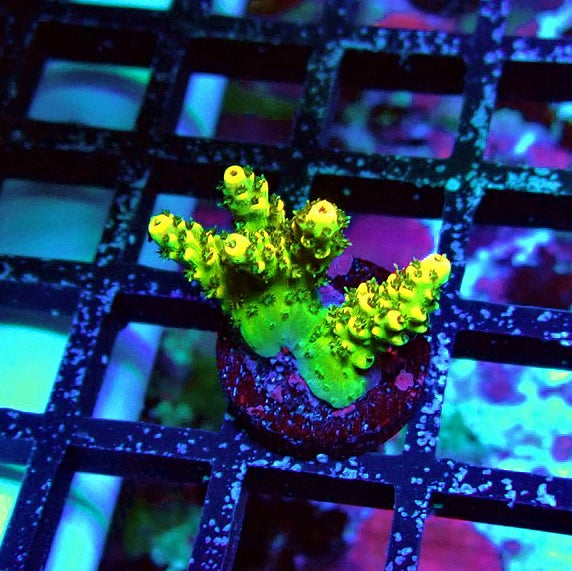 Acro Frag Aquaculture