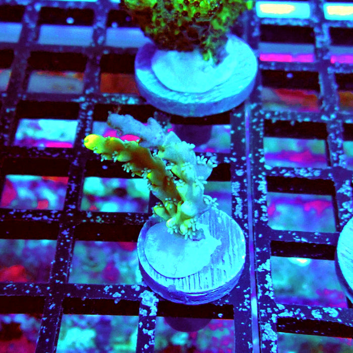 Speciosa Neon Green Acro