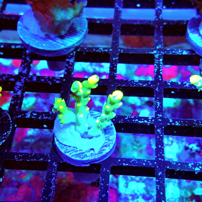 Speciosa Neon Green Acro