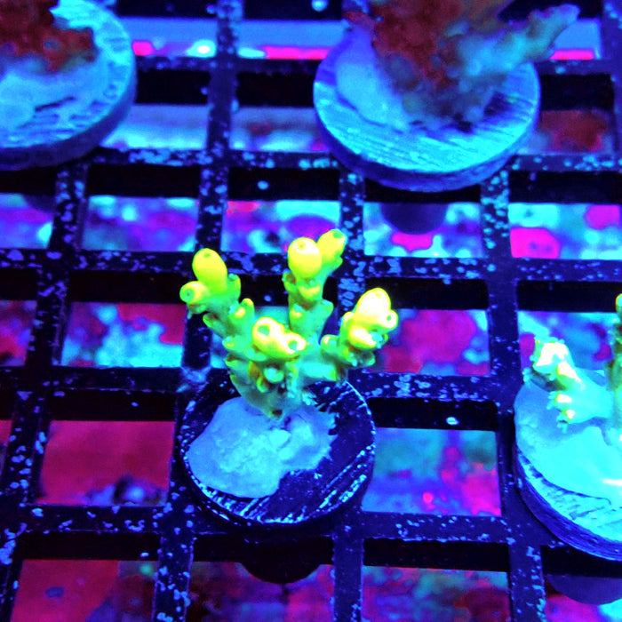 Speciosa Neon Green Acro