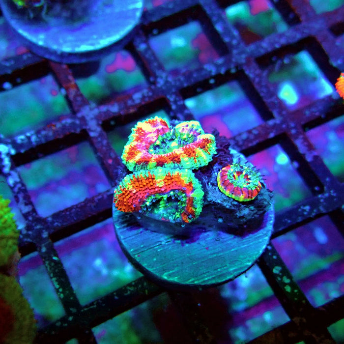 Acan Lord Coral Frag Ultra (3)