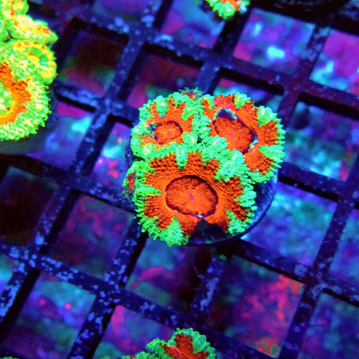 Acan Lord Coral Frag (5)