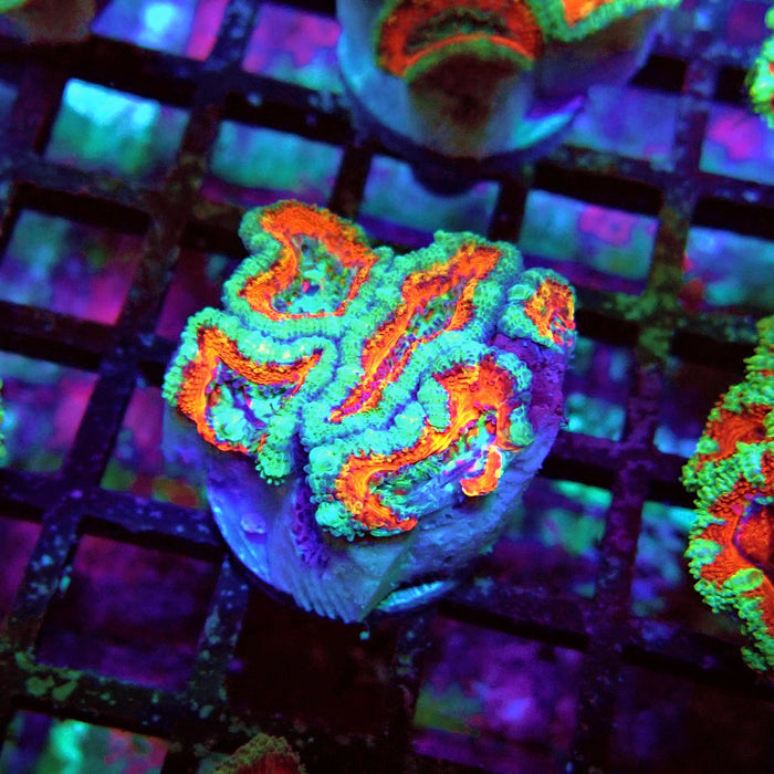 Acan Lord Coral Frag (7)