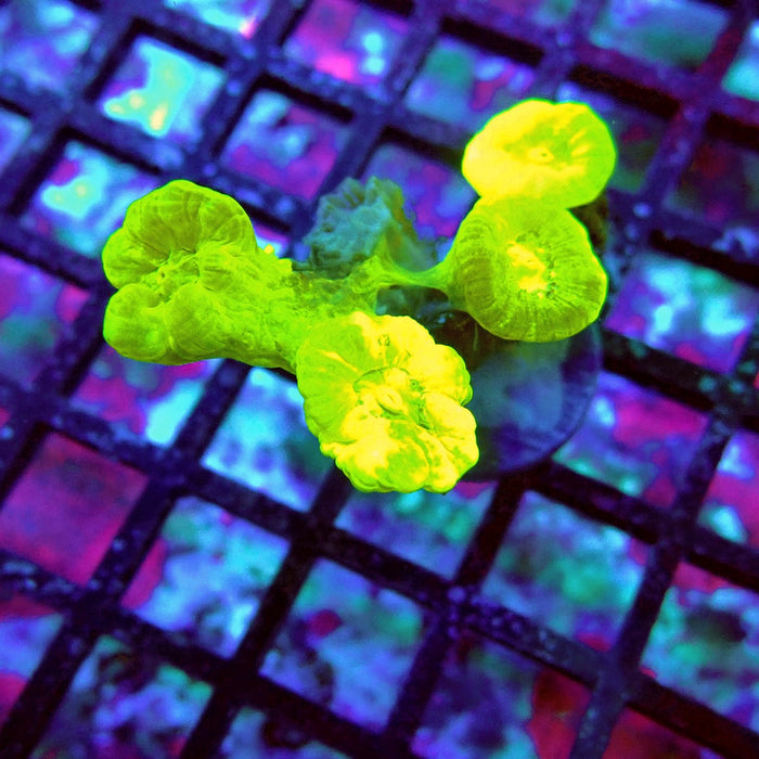 Candy Cane Premium Frag