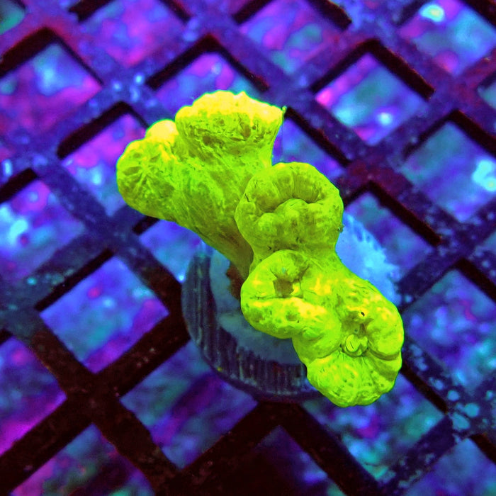 Candy Cane Premium Frag