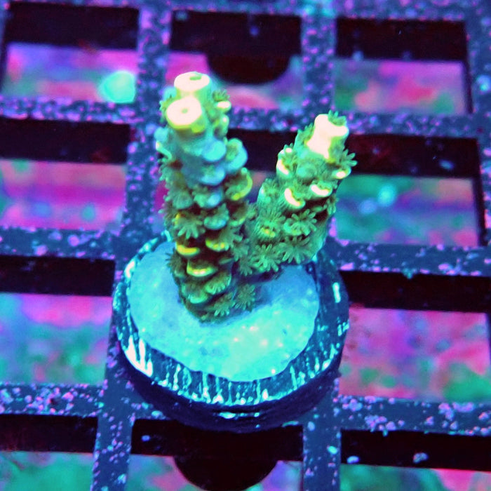 Golden Smoke Tenuis Acro