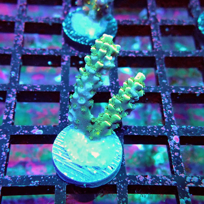 Golden Smoke Tenuis Acro