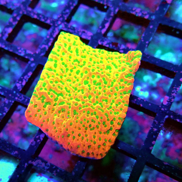 REx Rainbow Montipora
