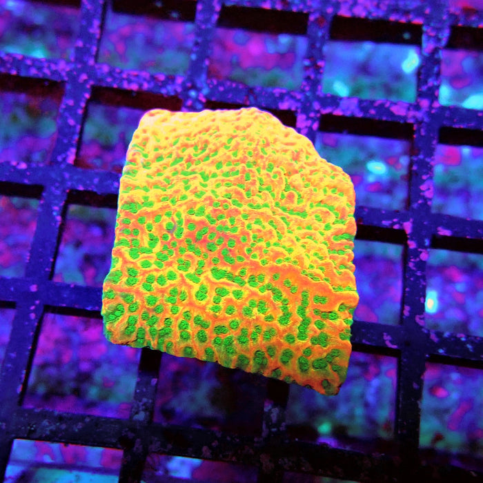 REx Rainbow Montipora