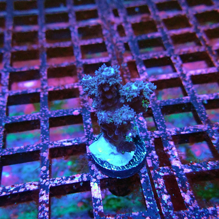 Acro Frag Black Aquaculture