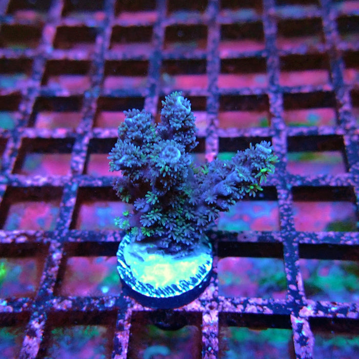 Acro Frag Black Aquaculture