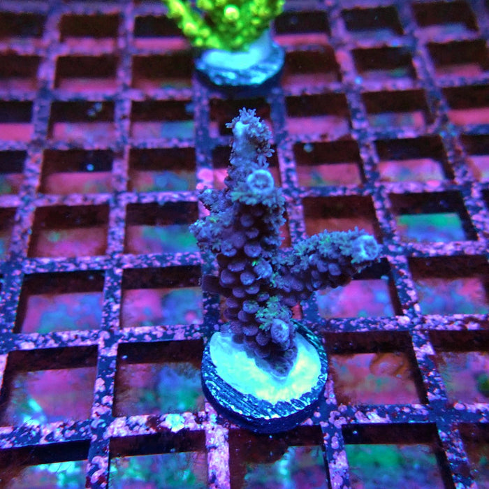 Acro Frag Black Aquaculture