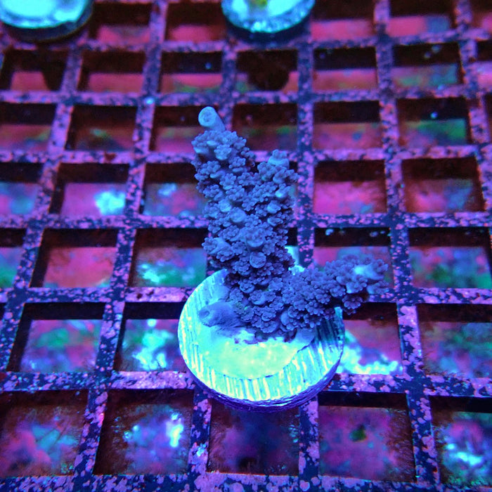 Acro Frag Black Aquaculture