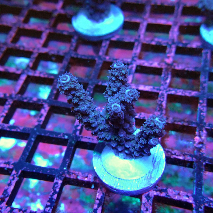 Acro Frag Black Aquaculture