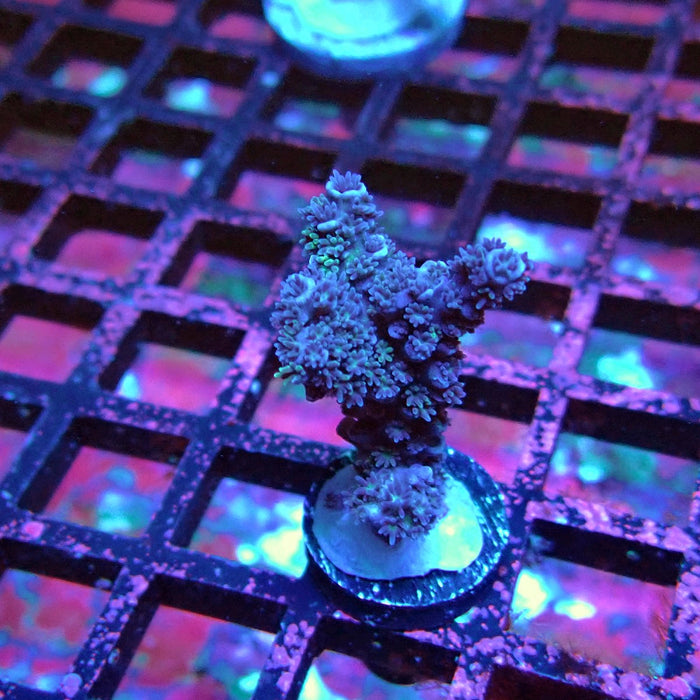 Acro Frag Black Aquaculture